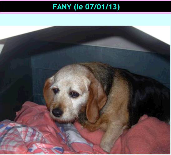 FANY, croisée beagle, 7 ans, à placer uniquement région PACA Fany_b10