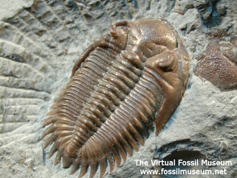 New fossils? Place your bets! Trilob10