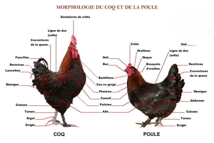 Morphologie de la poule Anatom10