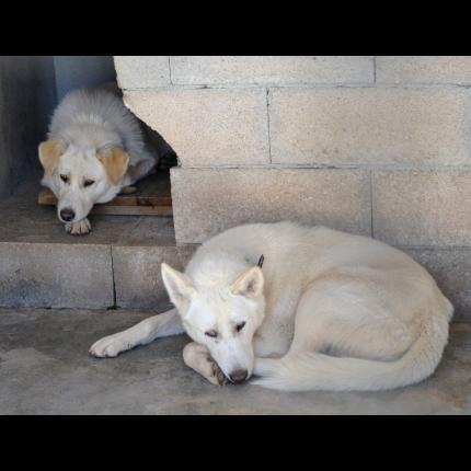 (maitres retrouvés) trouves 2 males blancs,berger suisse et croisé labrador 11/5/13 BRIGNOLES 83 66164_10