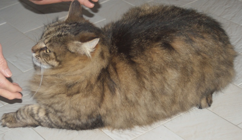 trouvé chat mâle tigré poils longs,castré 25/2/13 ORAISON 04 Main_c10