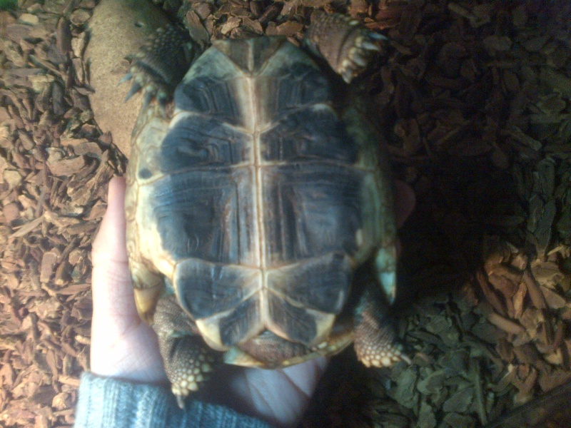 Identification tortue de 2 ans Img-2012