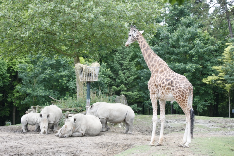 Zoo de Beauval (Dans le 41) _mg_1610