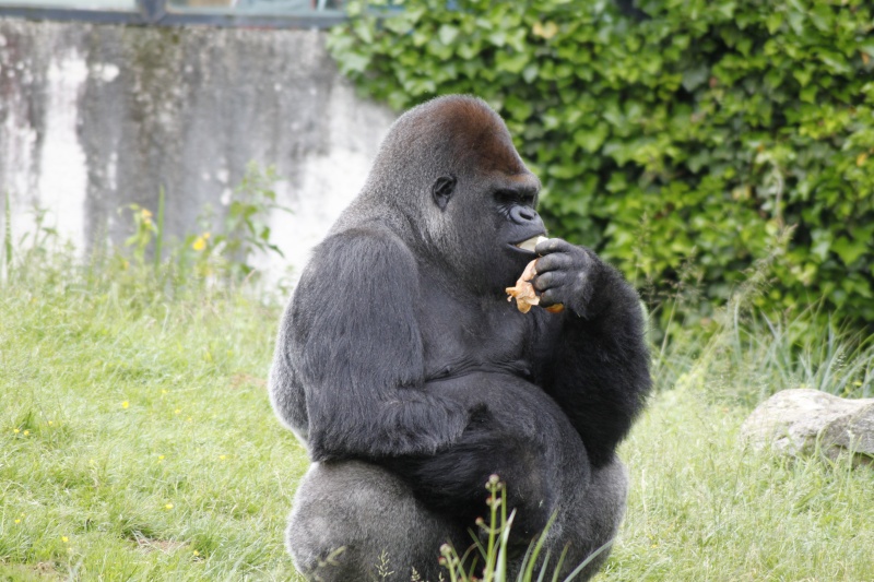 Zoo de Beauval (Dans le 41) _mg_2410