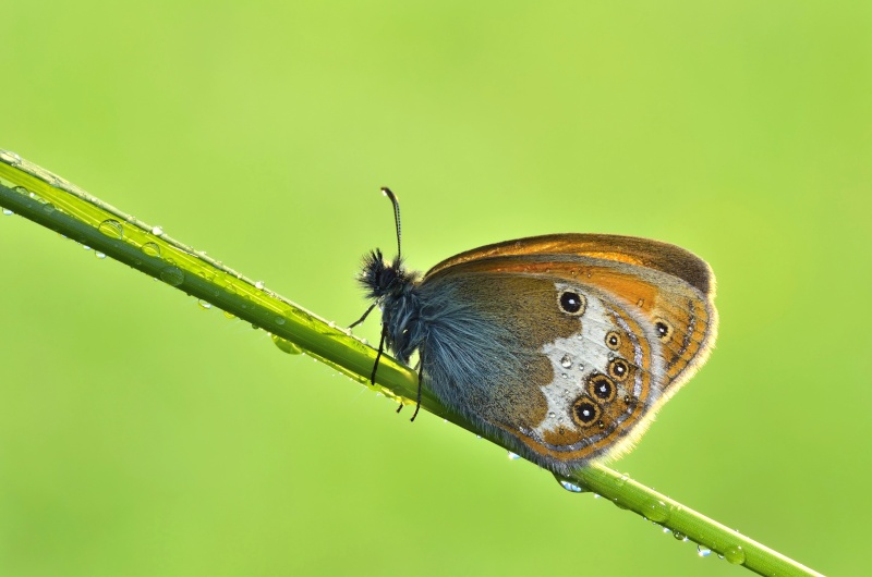 2° WS MACRO _dsc2711