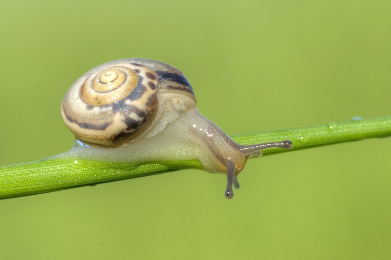 2° WS MACRO _dsc2715
