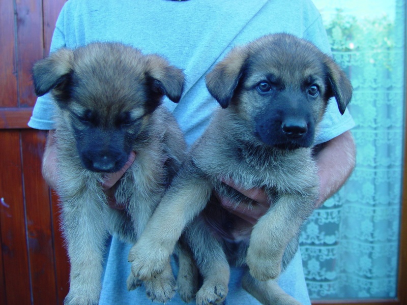 berger - Hasko (Berger Allemand), mon loup-loup Dsc02214