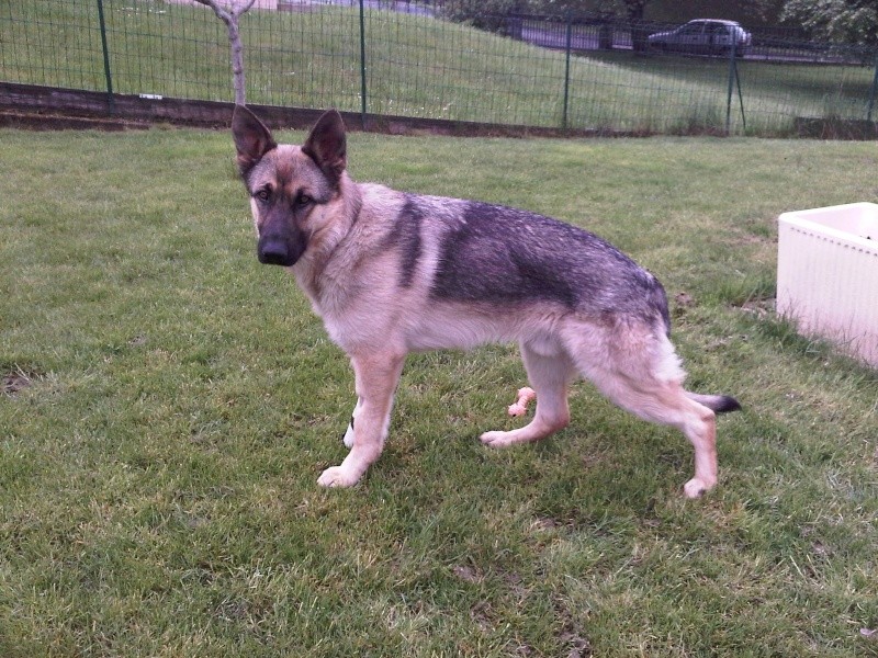 berger - Hasko (Berger Allemand), mon loup-loup Neuvec12