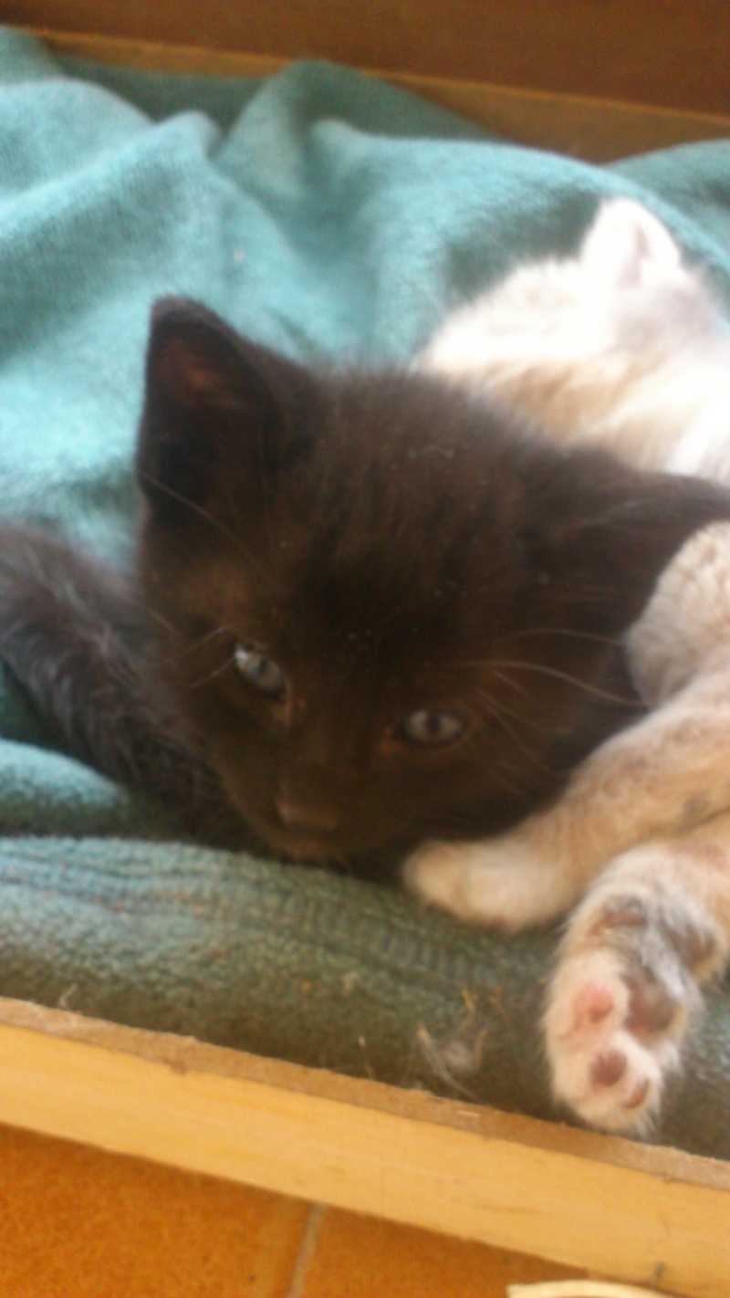 (adopté) À adopter, Illico, chaton (M), 1 mois, FA dans le 04, [AEVANA] Dsc_0418