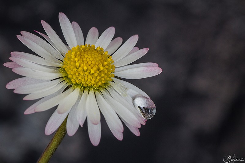 37ème Concours photo Clic-Clac de Mai 2013 : Nature en fleurs (vote) Paquer10