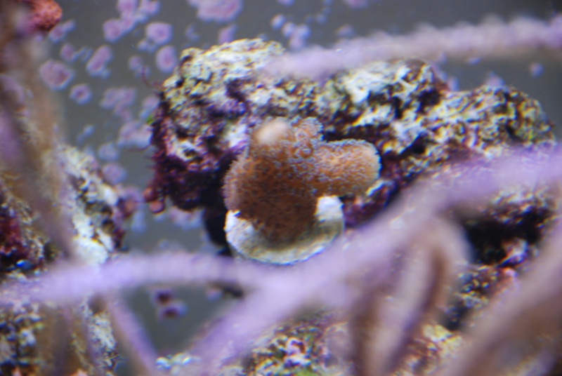 boutures de coraux Dsc_0815
