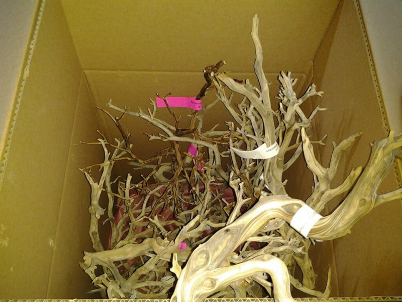 Fresh shipment of Manzanita wood in stock! Manzan10