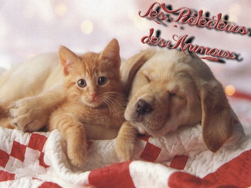 Kippy L Incroyable Croisement Genetique D Un Chiot Et D Un Chaton
