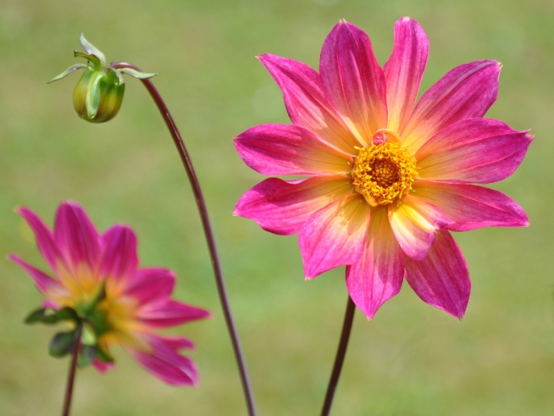 Dahlia Dsc_0513