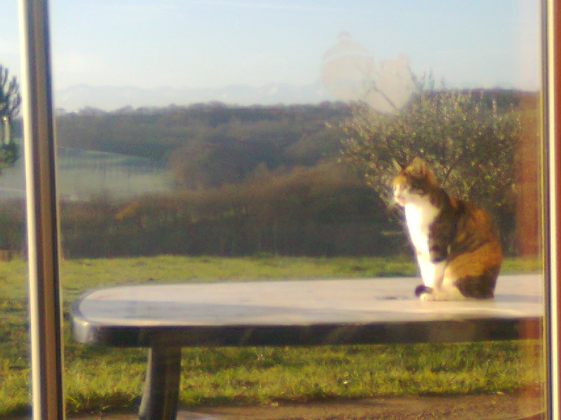 Envie de communiquer avec deux chats  ? Photo015