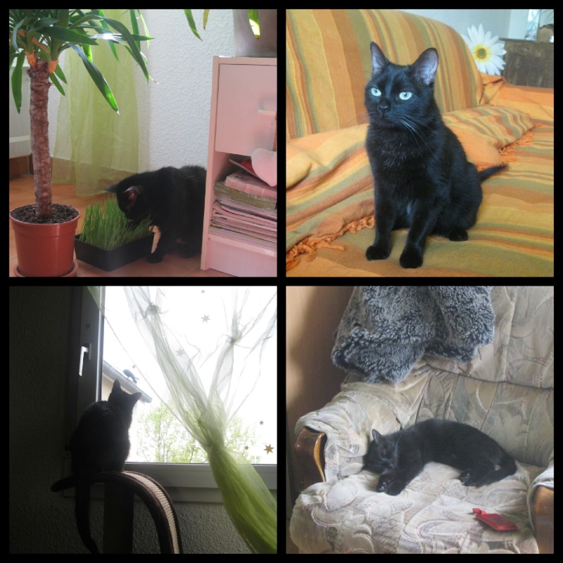 • GARY, européen noir, 1 an et 10 mois - M  Pic20110