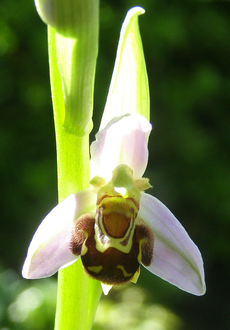 Orchidées indigènes (différentes espèces) - Page 9 Ophrys10