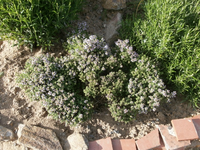 Mon potager d'aromates P5090010