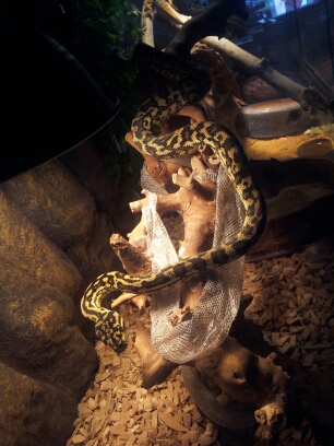 Nouveau Morelia spilota ssp 20130610