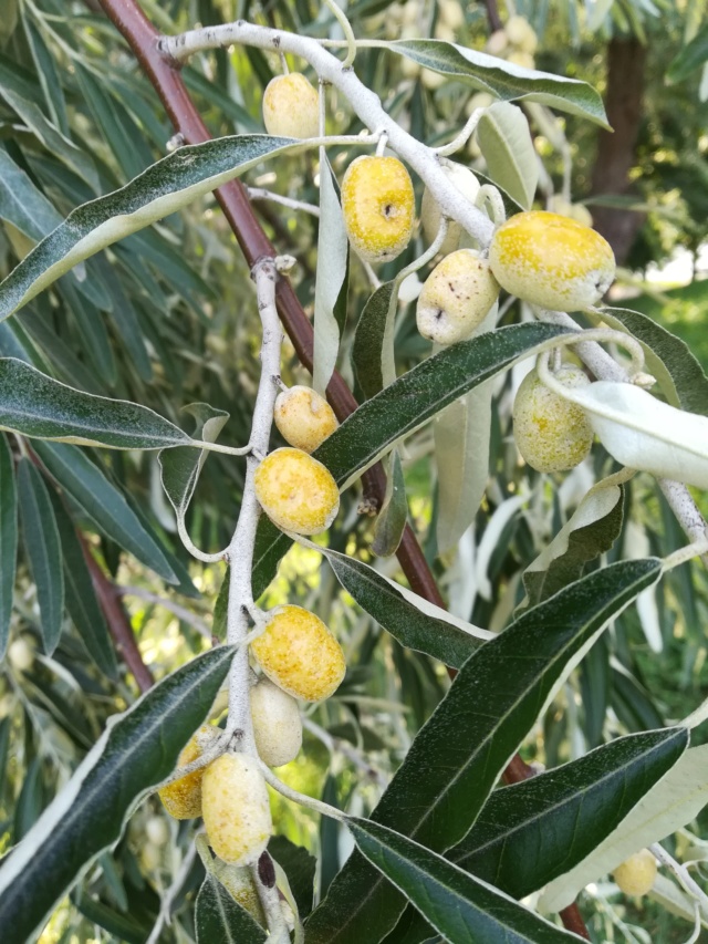 Elaeagnus angustifolia/ l'olivier de Russie Img_2018