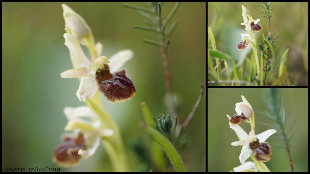 Ophrys aranifera massiliensis ( Ophrys de Marseille ) 02_20123