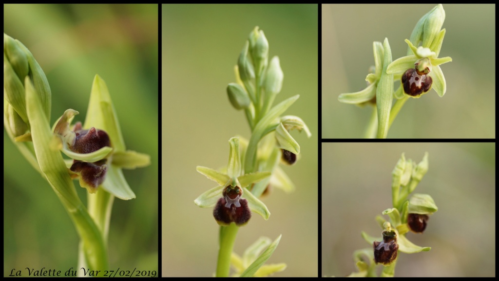 Ophrys aranifera massiliensis ( Ophrys de Marseille ) 02_20126