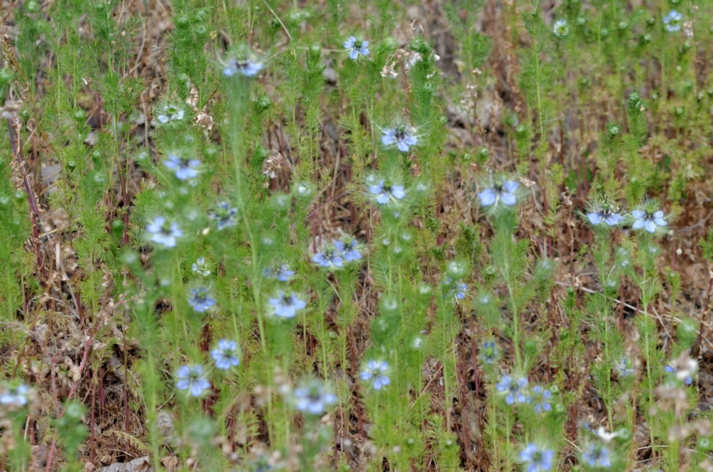 Fleurs des villes...  Dsc_1221