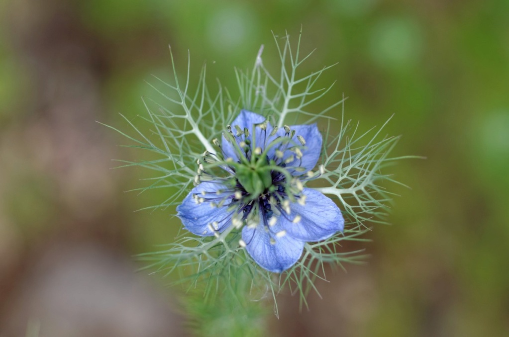 Fleurs des villes...  Dsc_1223