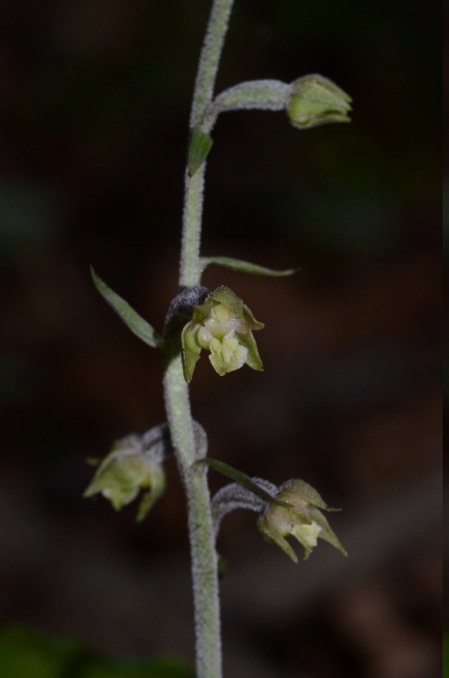 2020 06 05 / Epipactis microphylla, Mont d'Or lyonnais Dsc_2114