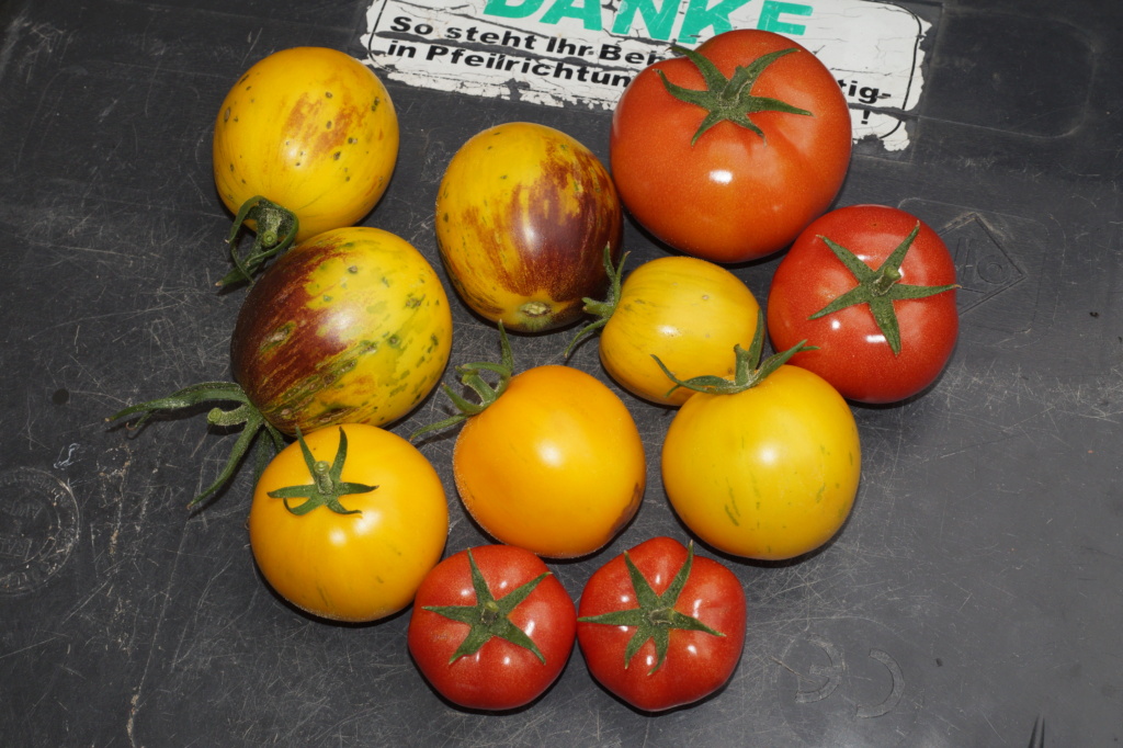 Solanaceae (Nachtschatten) - Tomaten & Chili, aber auch Petunien und andere Schönheiten - Seite 10 Dsc00353