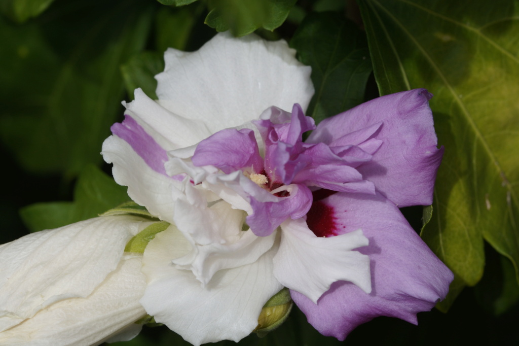 2018 - Hibiscus - alle Arten, Zuchtformen ... Erfahrungsberichte, Aussaat und selbstverständlich Bilder :) - Seite 16 Dsc09115