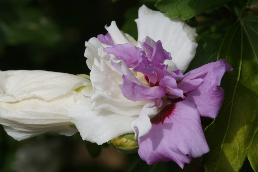 2018 - Hibiscus - alle Arten, Zuchtformen ... Erfahrungsberichte, Aussaat und selbstverständlich Bilder :) - Seite 16 Dsc09116