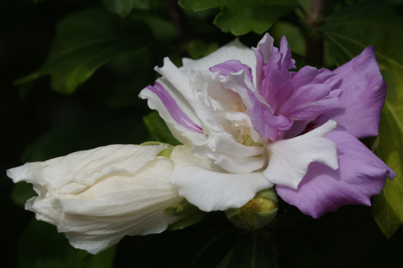 2018 - Hibiscus - alle Arten, Zuchtformen ... Erfahrungsberichte, Aussaat und selbstverständlich Bilder :) - Seite 17 Dsc09119