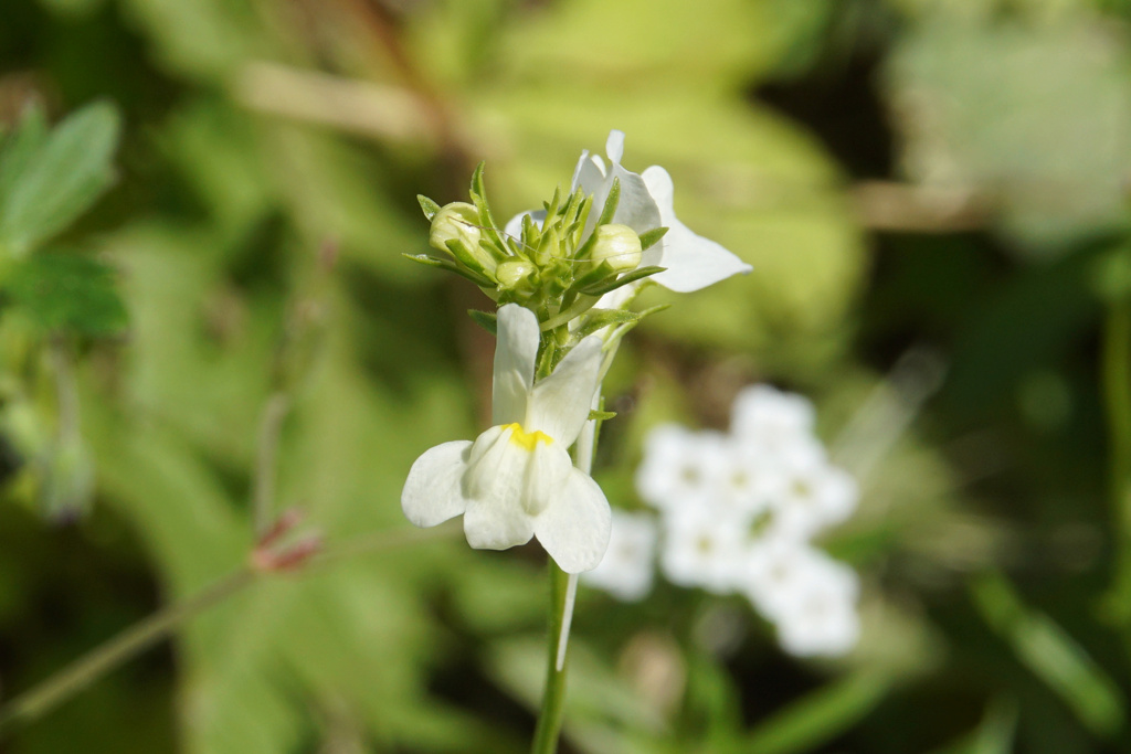 Wegerichgewächse (Plantaginaceae) Dsc09336