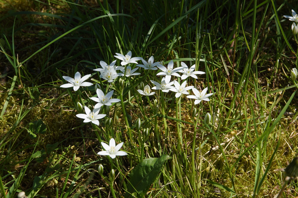 Amaryllisgewächse - Amaryllidaceae (Hippeastrum, Clivia, Nerine, Amaryllis, Agapanthus, Allium, Narcissus & Co.) - Teil 2 - Seite 2 Dsc09350