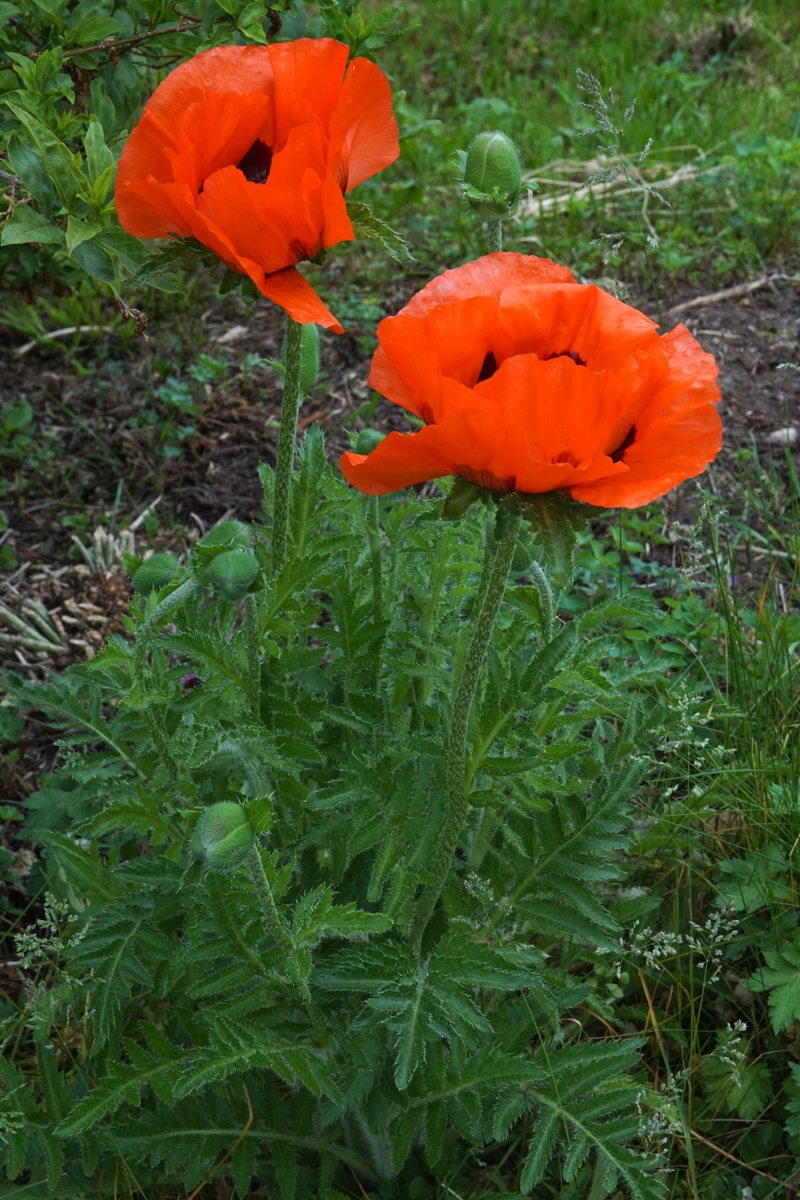 Mohn - Mohngewächse - Papaveraceae - Seite 9 Dsc09470