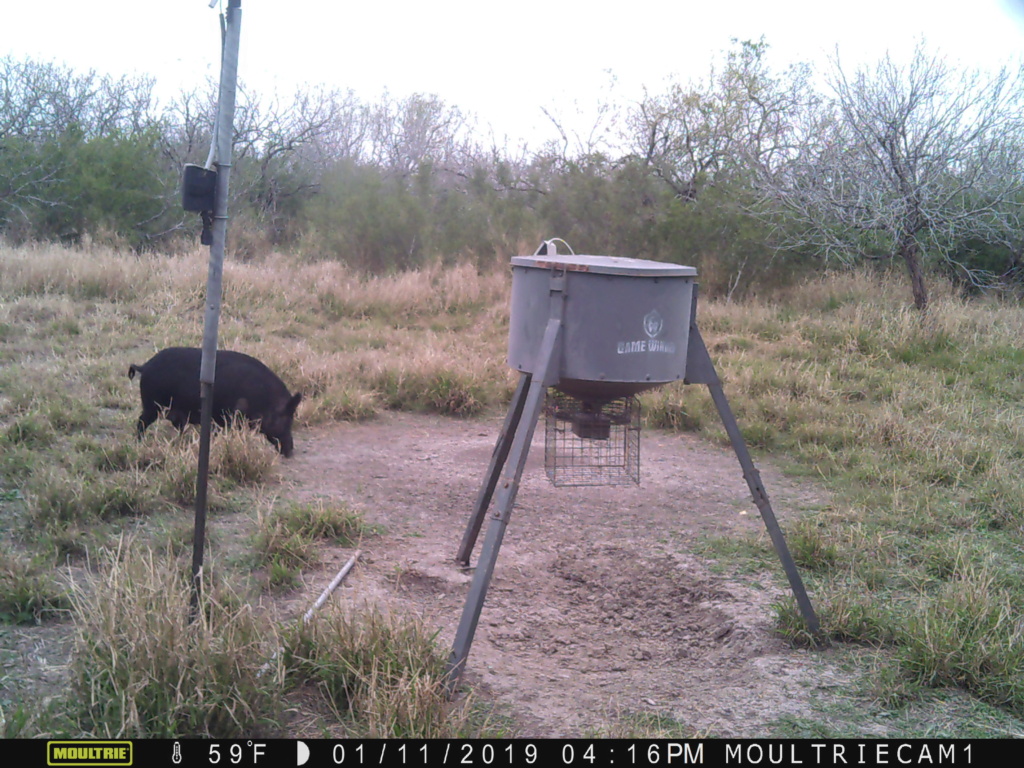 Shot A Boar Hog Yesterday Big_pi12