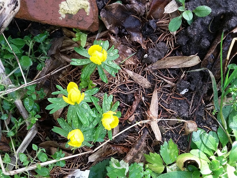 Erste Frühlingsboten im Garten und in Wald und Flur - Seite 67 20190211