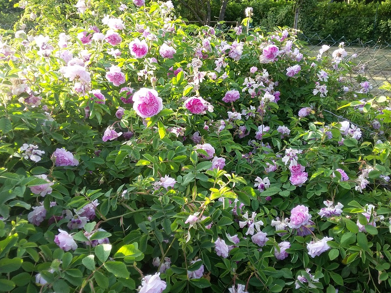 Bilder aus dem Garten von Ada - Seite 2 20200521