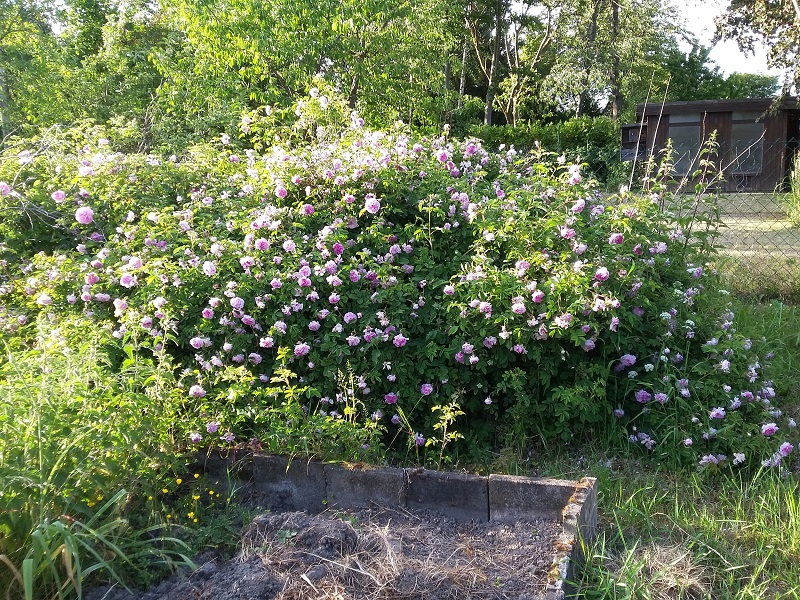 Bilder aus dem Garten von Ada - Seite 2 20200522