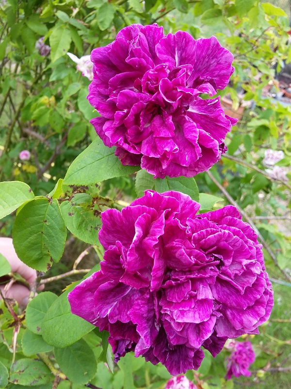 Bilder aus dem Garten von Ada - Seite 2 20200524
