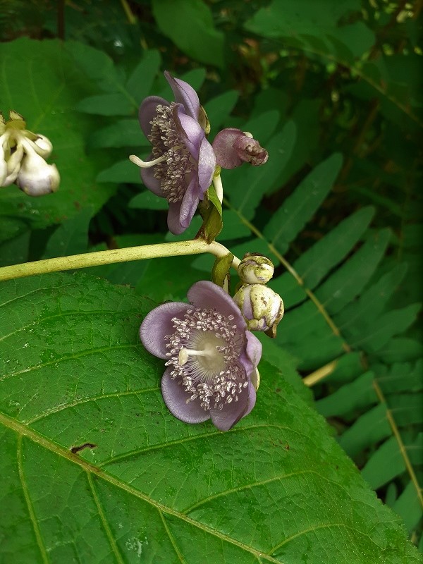 Bilder aus dem Garten von Ada - Seite 2 Deinan17