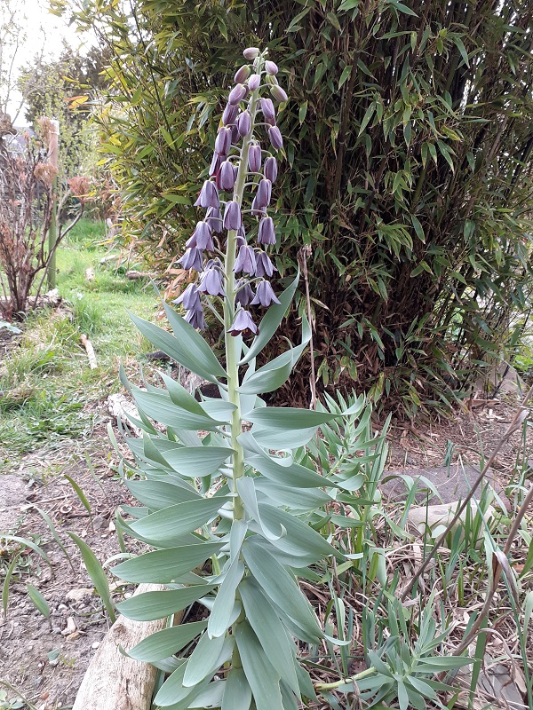 Bilder aus dem Garten von Ada - Seite 3 Fritil13