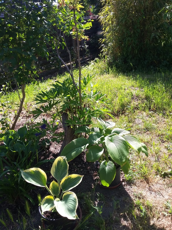 Bilder aus dem Garten von Ada Hosta_12