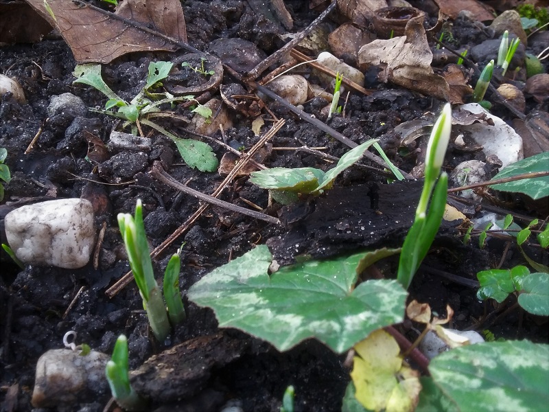 Erste Frühlingsboten im Garten und in Wald und Flur - Seite 79 Schnee10