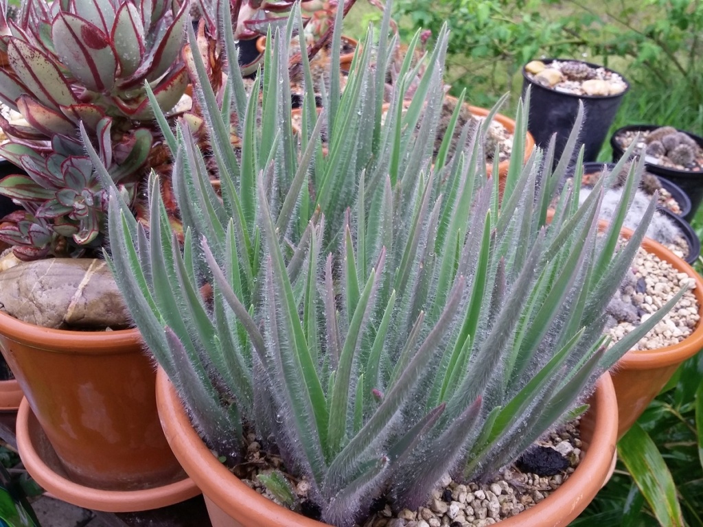 Tradescantia - Dreimasterblume - Seite 2 Trades22