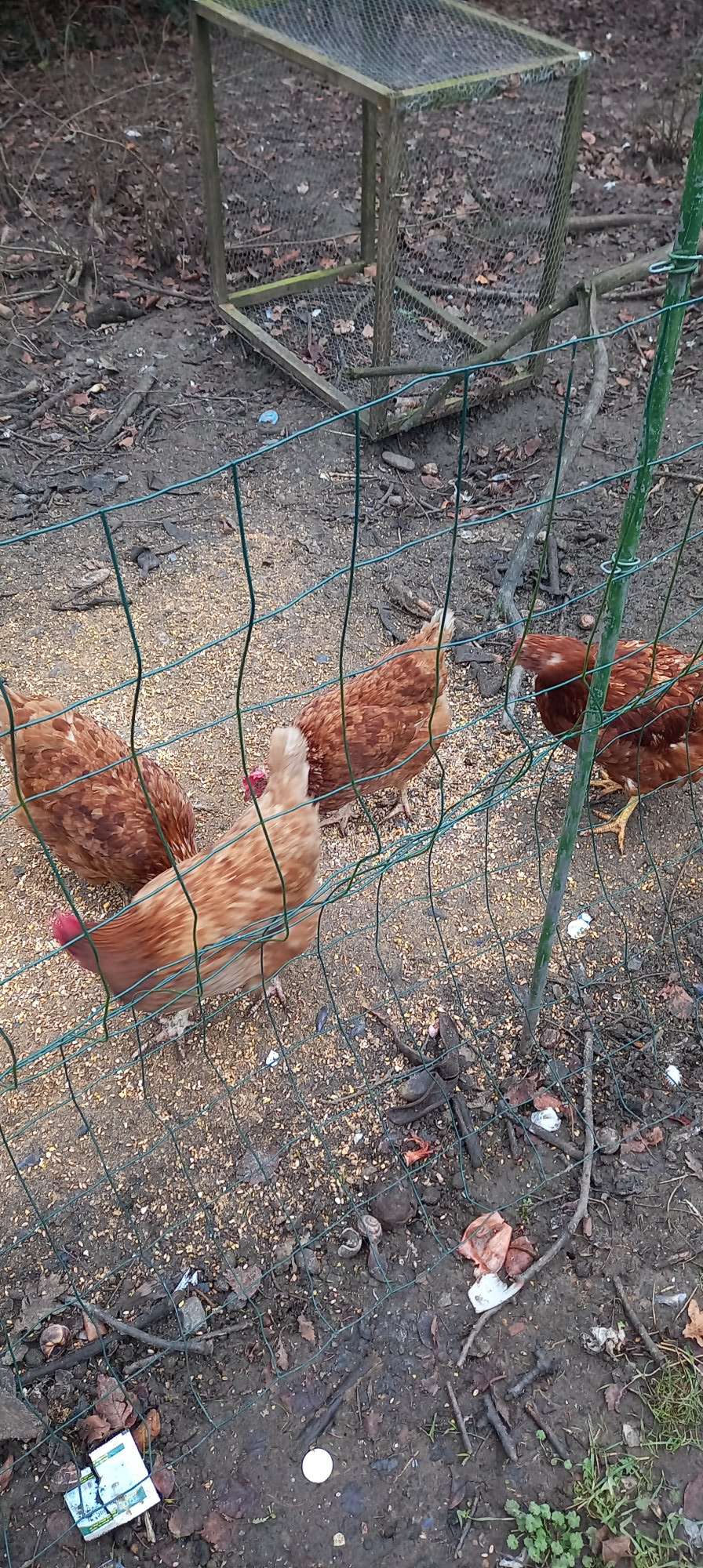 Renseignement poules morte