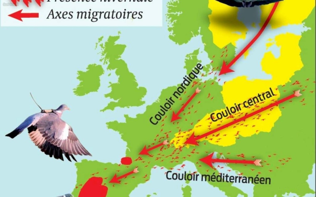 Migration Grive et Palombe 2019/2020 Page 12