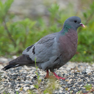 Vos journées à la Palombe, saison 2019/2020 Pigeon10