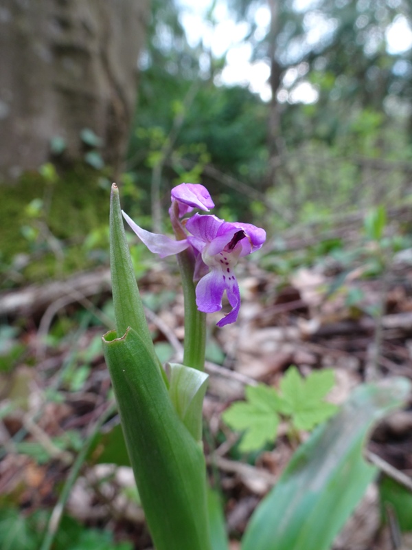 Orchis mascula : 3 lusus, la suite Pour_f14